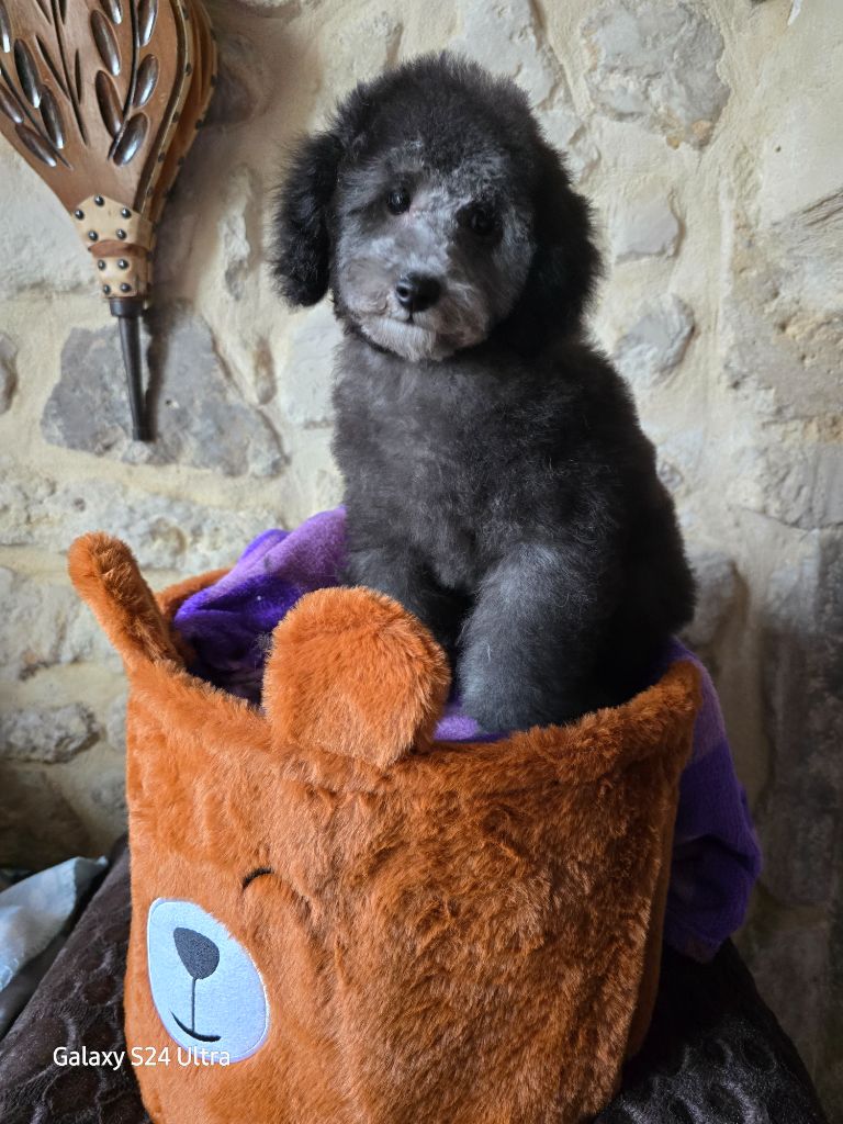 Dolce Vaquero - Chiot disponible  - Caniche