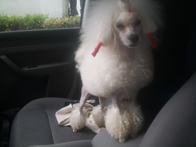 Dolce Vaquero Hello i'm a pretty little lady