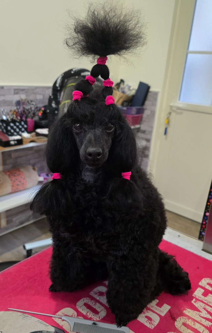 Dolce Vaquero Under the coton flower