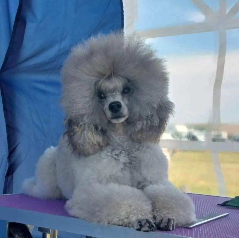 CH. Dolce Vaquero Silver sweet shades