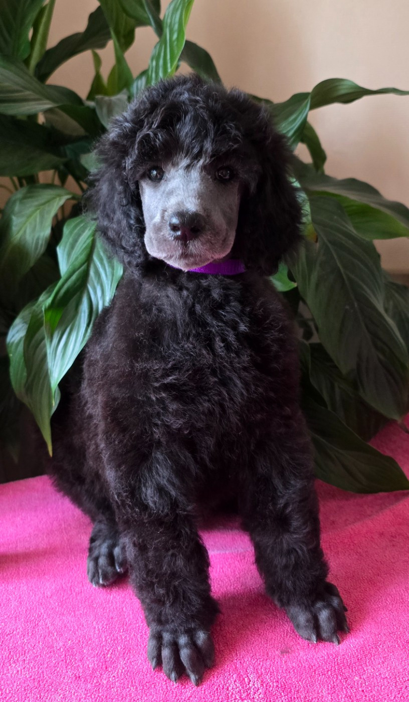 Dolce Vaquero - Chiots disponibles - Caniche