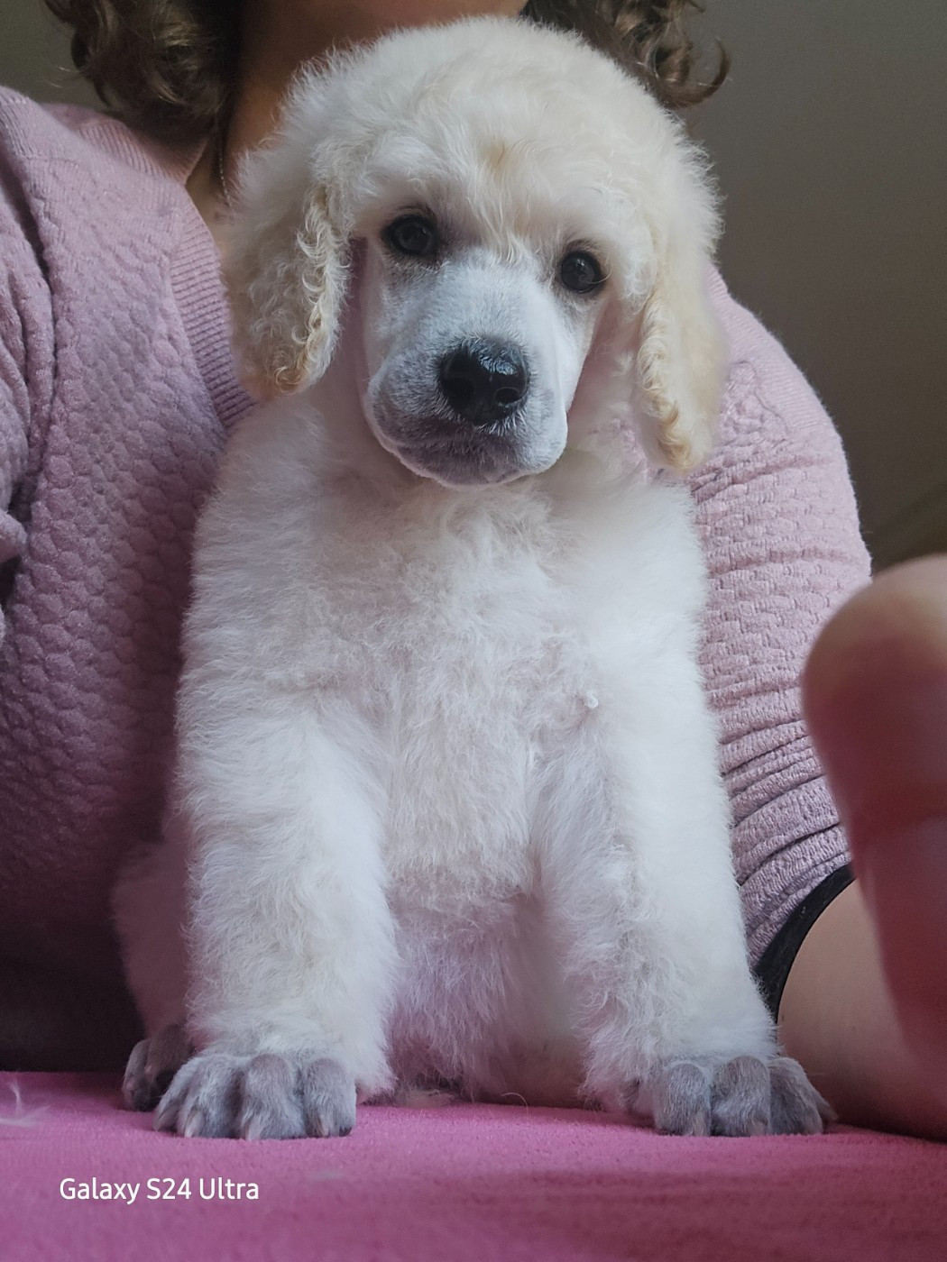 Dolce Vaquero - Chiots disponibles - Caniche