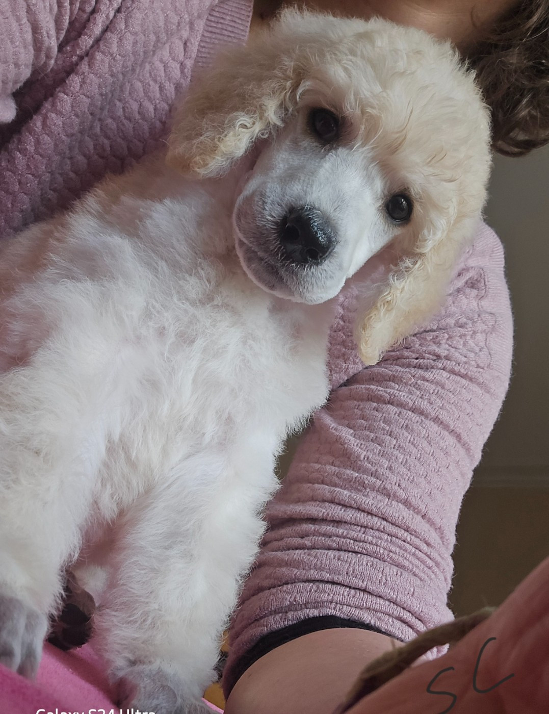 Dolce Vaquero - Chiots disponibles - Caniche