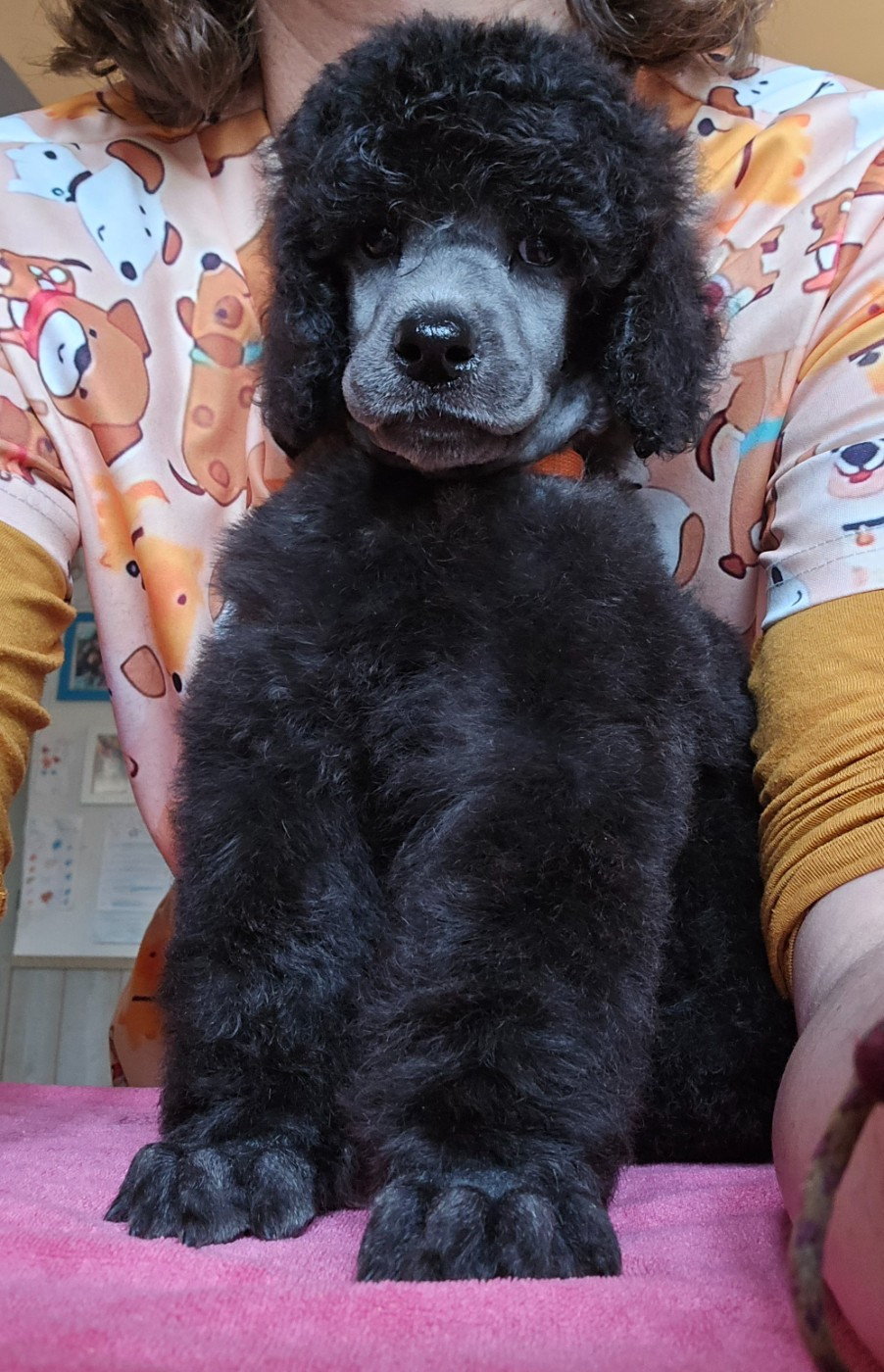 Dolce Vaquero - Chiots disponibles - Caniche