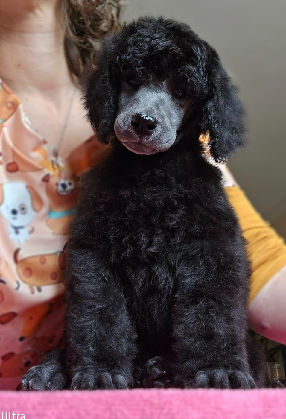 Dolce Vaquero - Caniche - Portée née le 26/01/2026