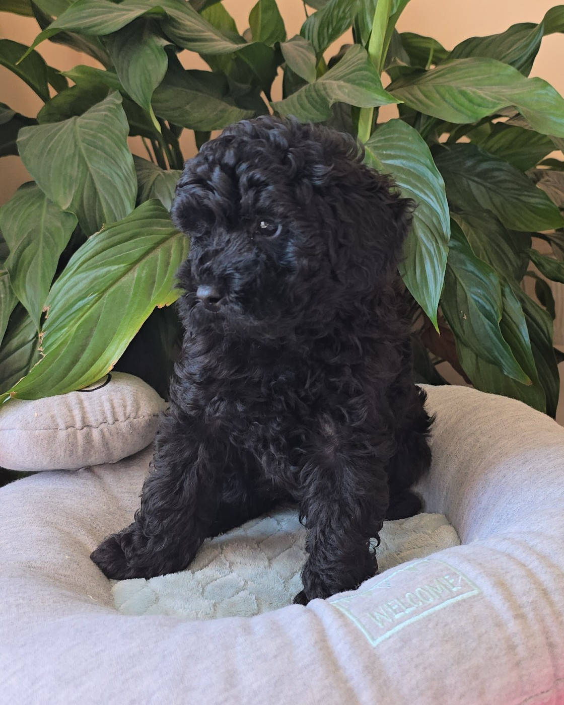 Dolce Vaquero - Chiots disponibles - Caniche