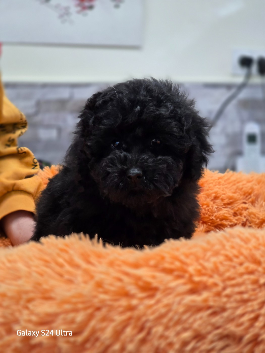 Dolce Vaquero - Chiots disponibles - Caniche