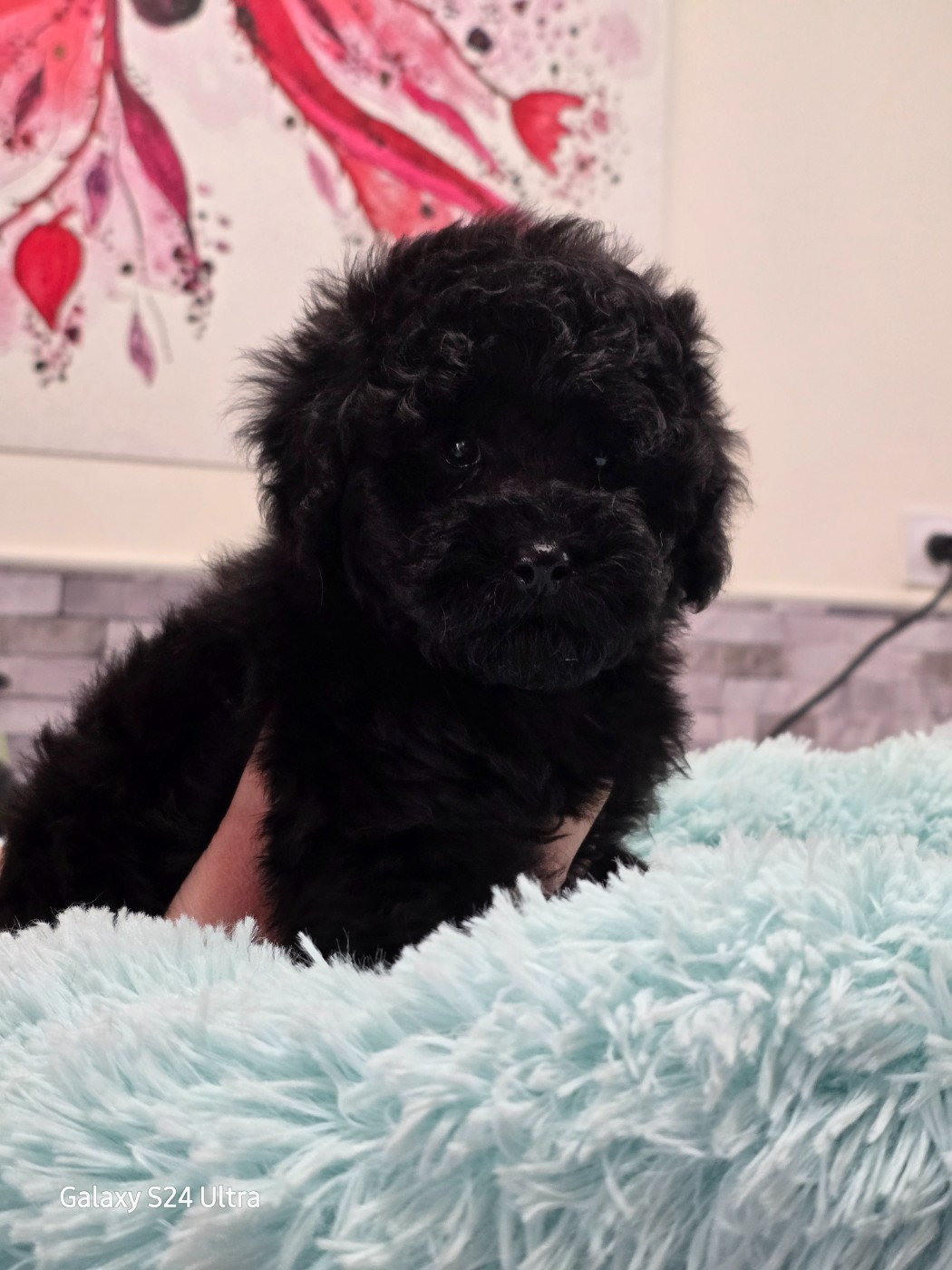 Dolce Vaquero - Chiots disponibles - Caniche