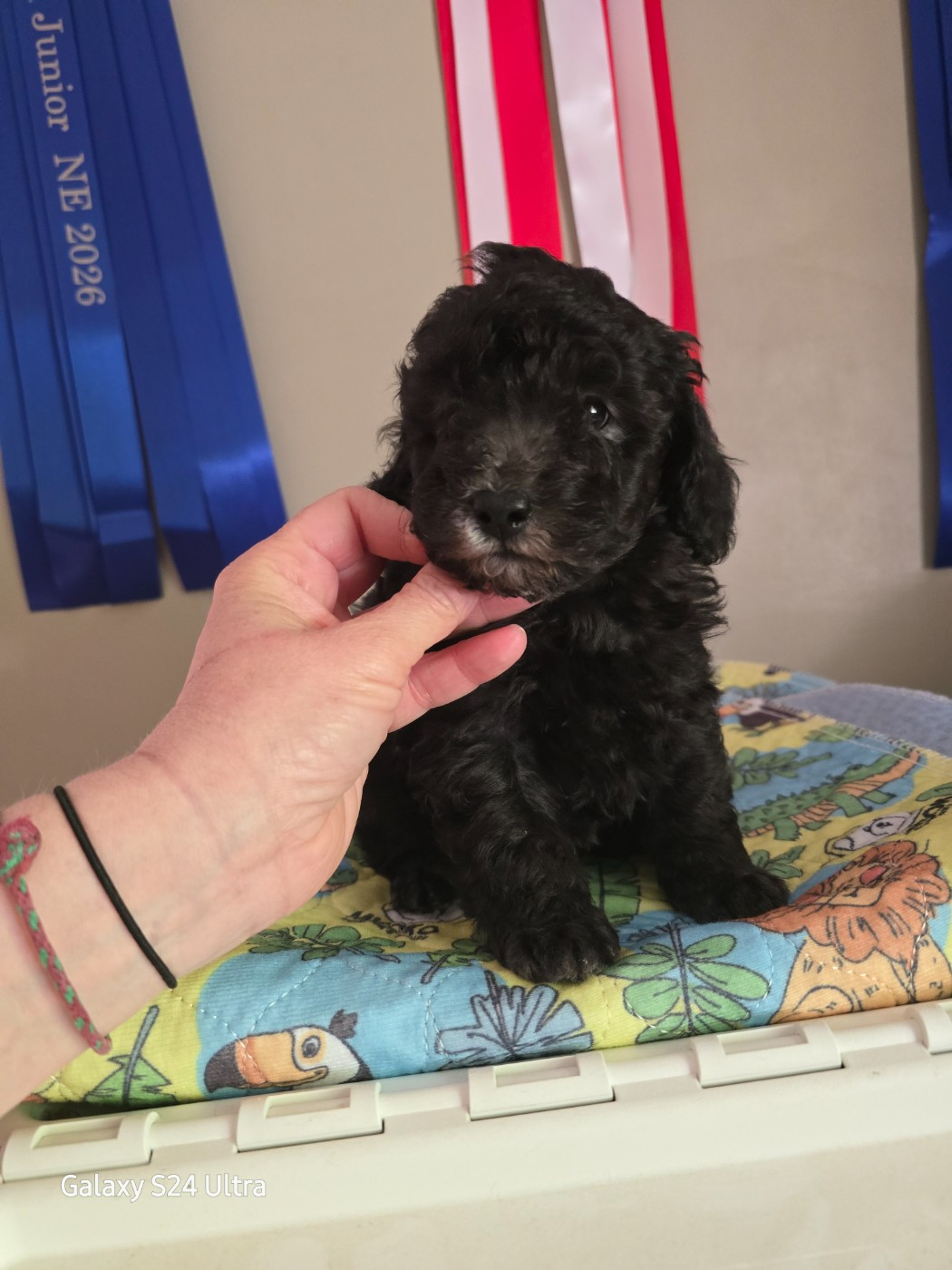 Dolce Vaquero - Chiots disponibles - Caniche