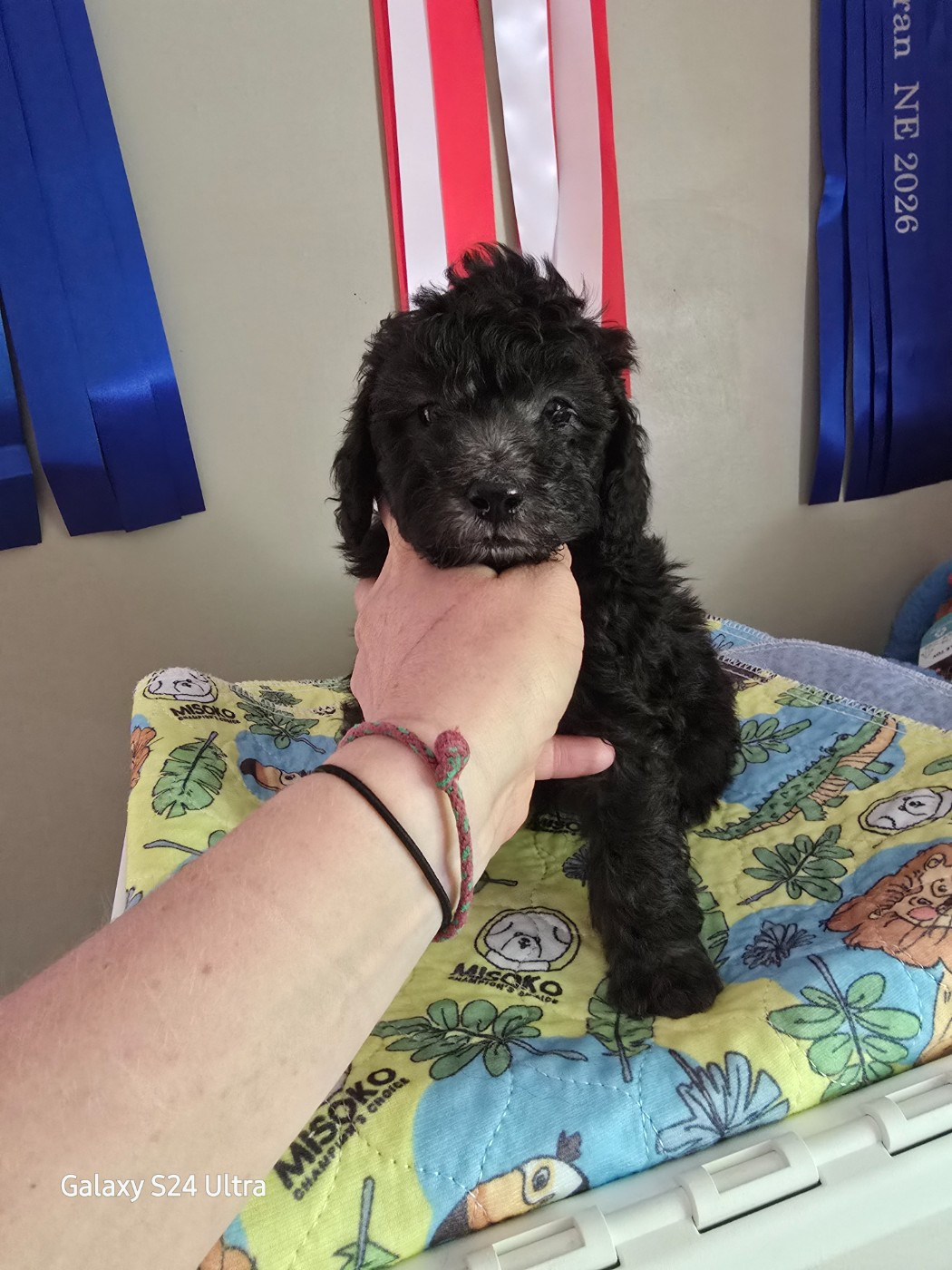 Dolce Vaquero - Chiots disponibles - Caniche