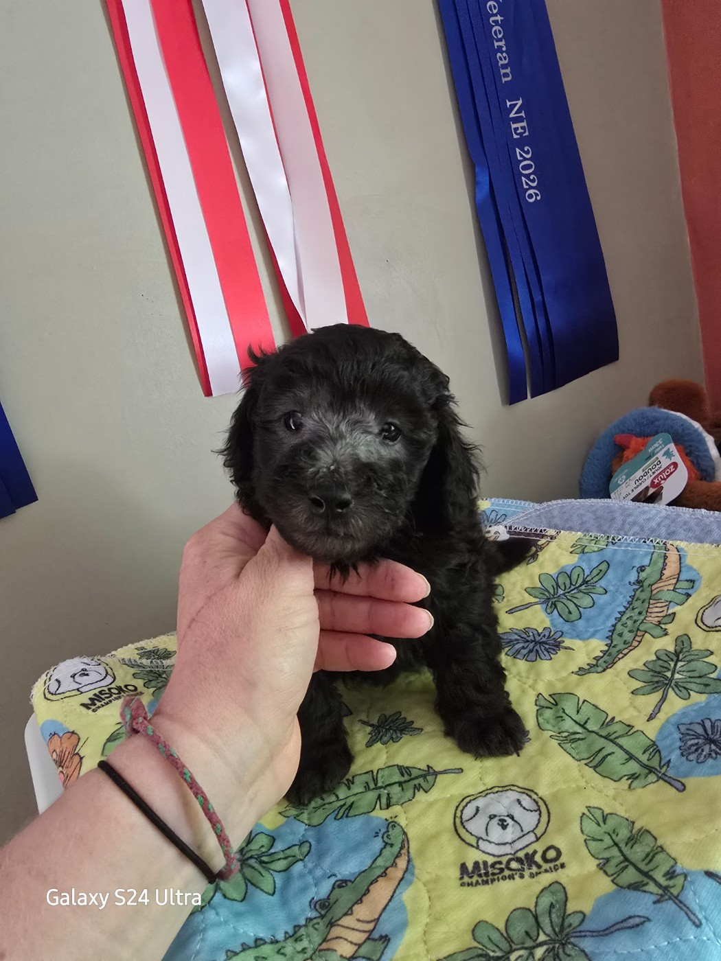 Dolce Vaquero - Chiots disponibles - Caniche