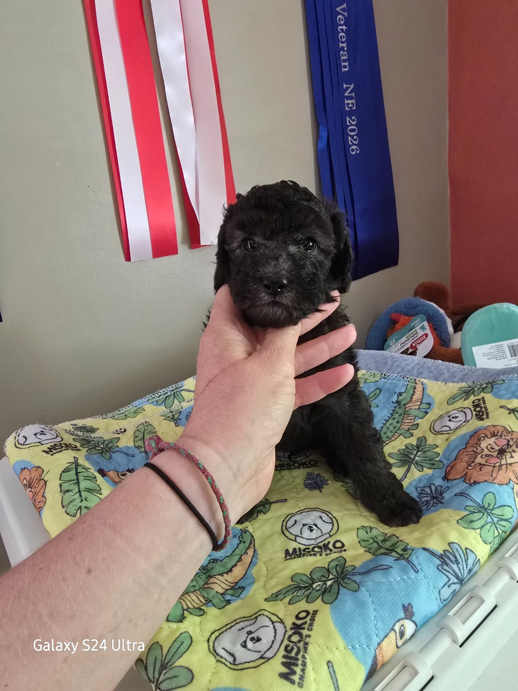 Dolce Vaquero - Chiots disponibles - Caniche
