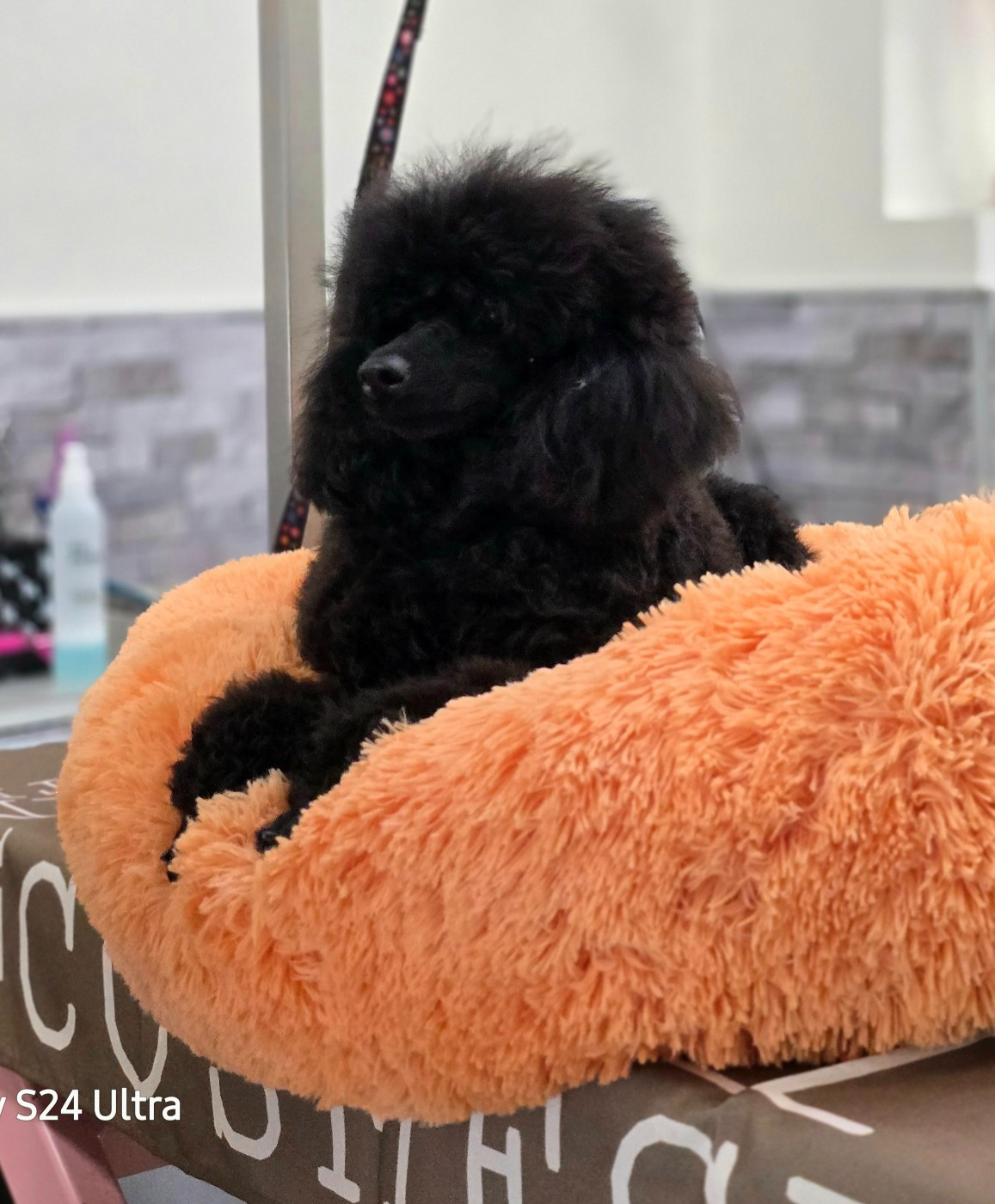 Dolce Vaquero - Chiots disponibles - Caniche