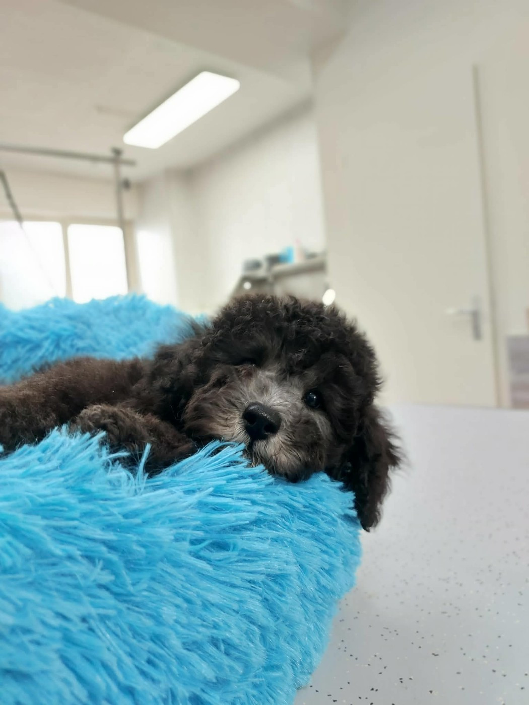 Dolce Vaquero - Chiots disponibles - Caniche