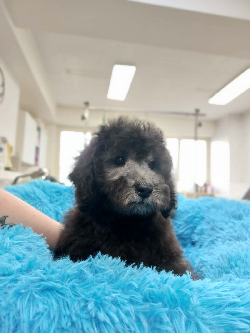 Dolce Vaquero - Chiots disponibles - Caniche