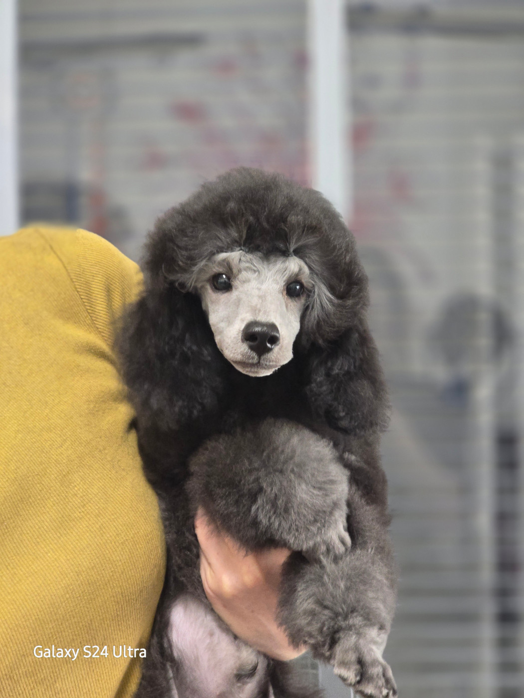 Dolce Vaquero - Chiots disponibles - Caniche