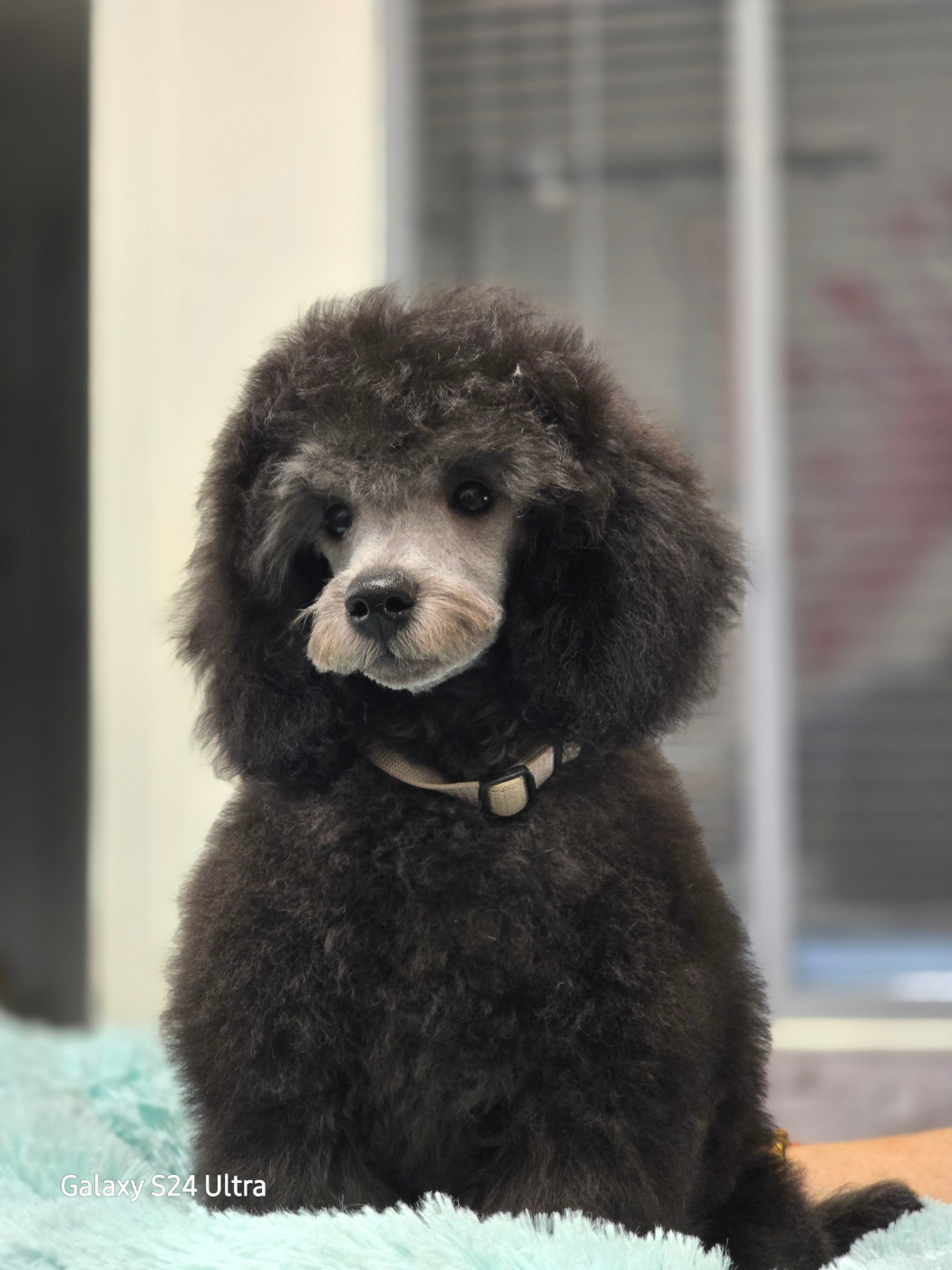 Dolce Vaquero - Chiots disponibles - Caniche