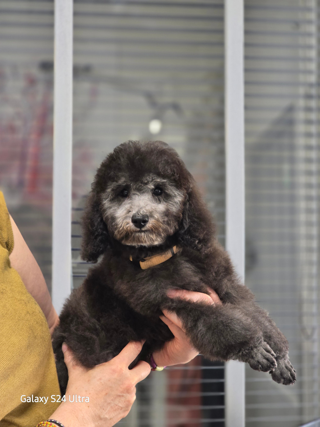 Dolce Vaquero - Chiots disponibles - Caniche