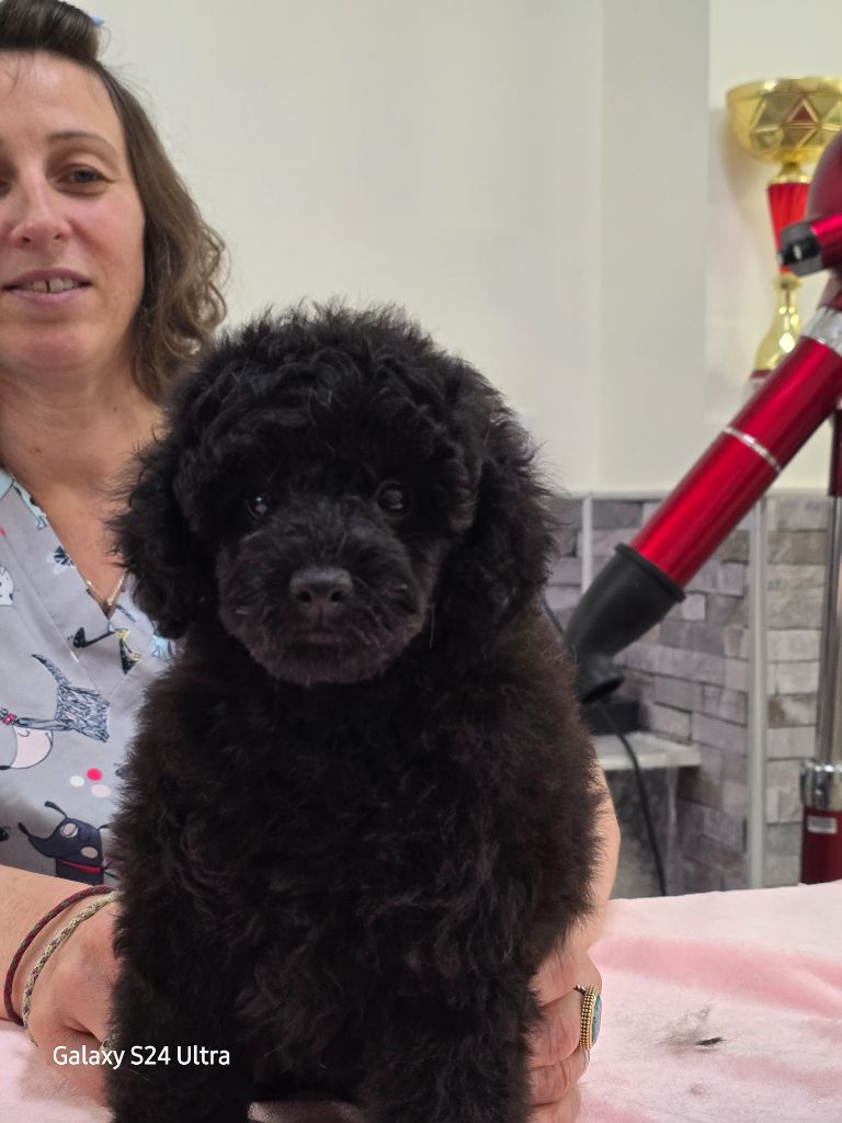 Dolce Vaquero - Chiots disponibles - Caniche