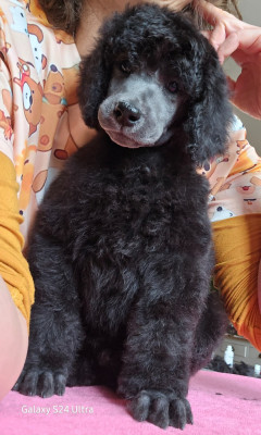 Grand caniche gris N°3